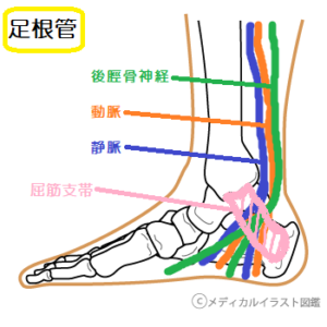 足根管症候群 足の裏側の痺れや痛み チネル徴候に要注意 荻窪のほんだ整骨院 ブログ 杉並区荻窪で整体 骨盤調整はおまかせください