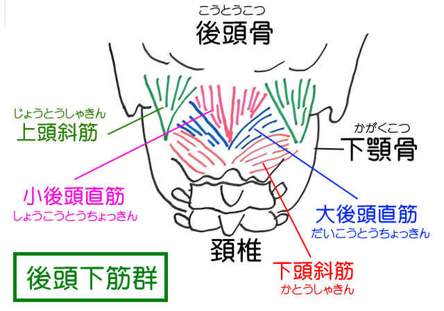 後頭下筋群は上頭斜筋・大後頭直筋・下頭斜筋・小後頭直筋で構成され、緊張型頭痛との関連が指摘される