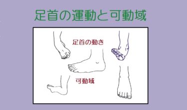 足首の運動（動き）の名称と可動域（動く範囲）〈わかりやすく簡単に〉
