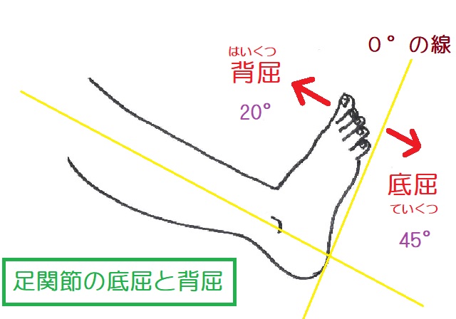 足関節の底屈は45°、背屈は20°が参考可動域