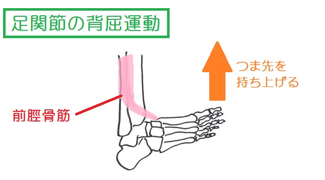 足首の背屈運動