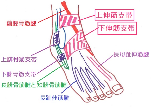 足関節の伸筋支帯