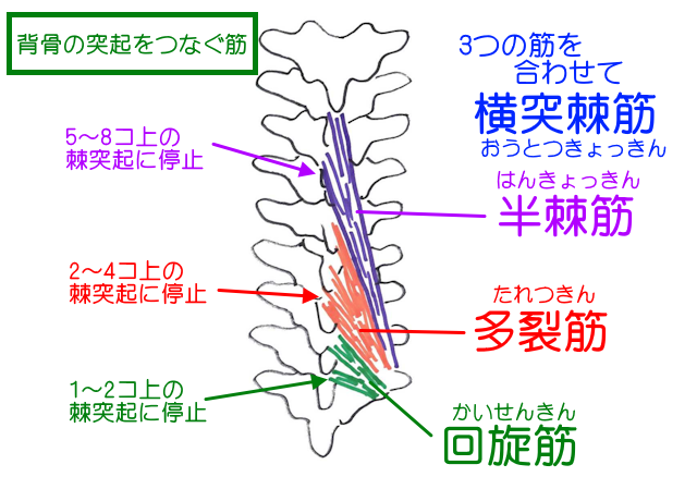 横突棘筋は回旋筋・多裂筋・半棘筋の3つからなる。