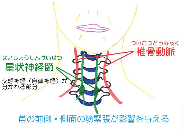 バレ・リーウー症候群では、頚部の筋緊張が星状神経節（交感神経の神経節）を刺激する。自律神経が乱れた症状が出る