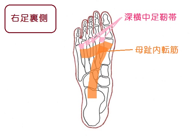 前足部の横アーチを保持する軟部組織