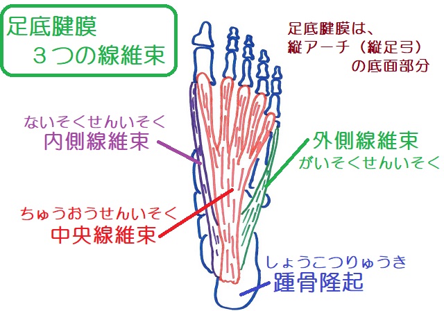 足底腱膜は外側線維束・内側線維束・中央線維束３つの結合組織よりなる。縦アーチの底面部分。