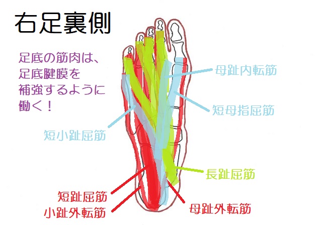 足裏の筋肉