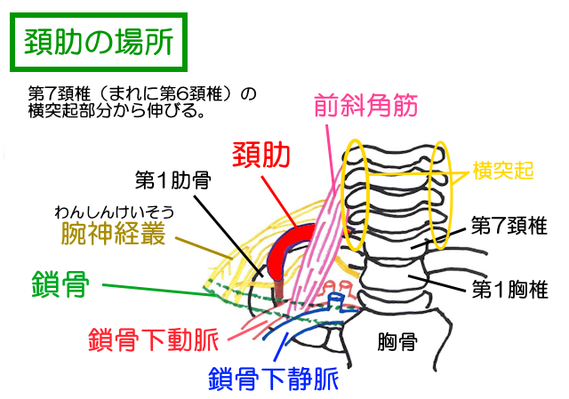 頚肋は第7頚椎の横突起進んから第1肋骨に向かって伸びる。