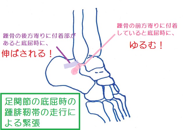 底屈時、踵腓靭帯における走行の違いによる緊張