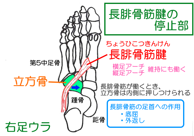 長腓骨筋腱は足底を通って母趾中足骨へ付着。縦・横アーチの維持のほか足首を底屈・外返しに働く
