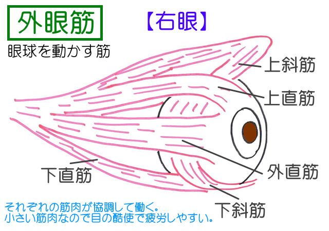 外眼筋は、上斜筋・上直筋・下斜筋・下直筋・内直筋・外直筋で構成され、眼球を動かす。