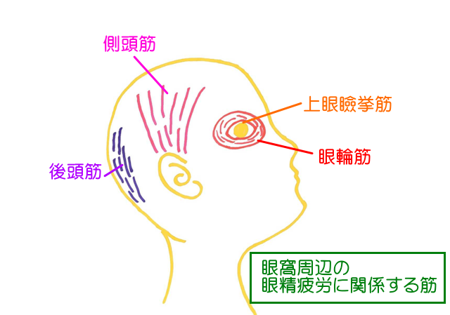 眼輪筋と上眼瞼挙筋