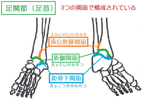 足関節は遠位脛腓関節・距腿関節・距骨下関節の３つで構成されている