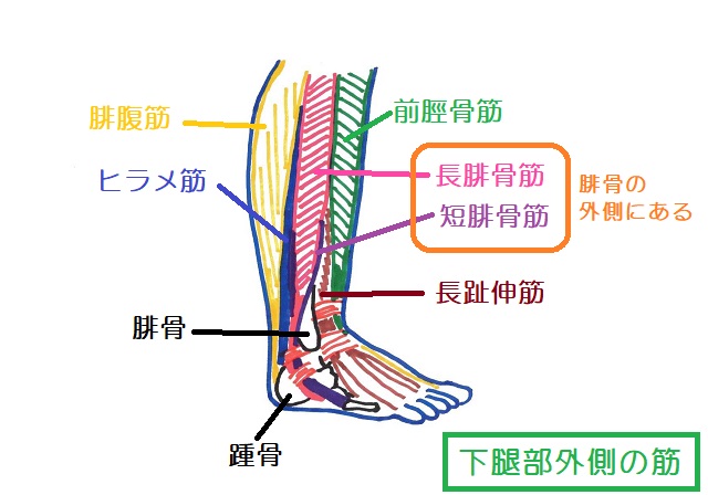 長腓骨筋と短腓骨筋は下腿部の外側にあるので打撲しやすい