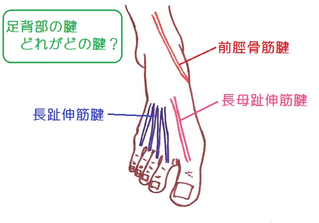 足背部（足の甲）の腱