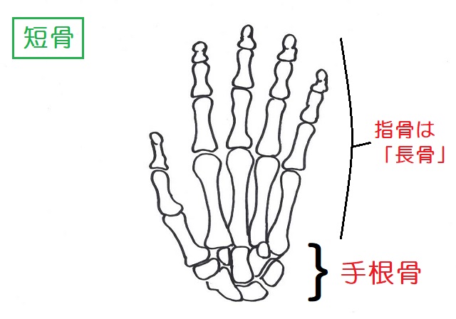 手根骨は短骨の代表例