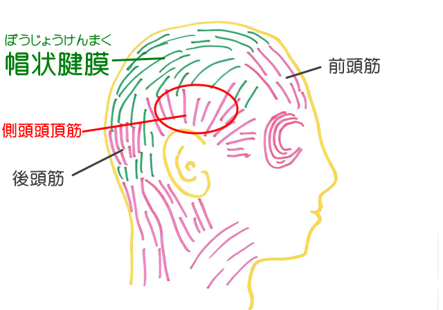 帽状腱膜は頭全体を覆うようにある筋膜。表情や薄毛にも関与する