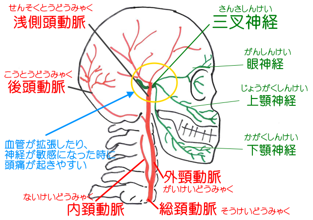 浅側頭動脈と三叉神経が干渉しやすく、偏頭痛はこれらの過干渉によって起きると考えられている