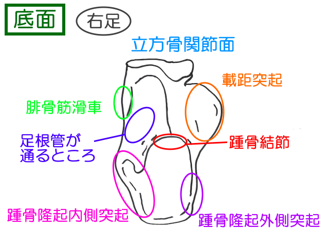 踵骨底面には踵骨結節、内側突起、外側突起があり、それぞれ筋肉の付着部になっている。