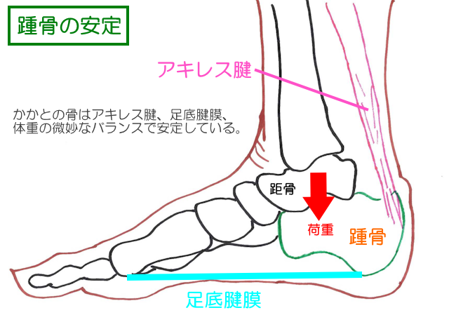 アキレス腱、足底腱膜、体重のバランスで踵骨の傾きが変わる。