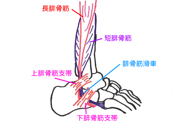 腓骨筋滑車は踵骨外側にあり、腓骨筋腱の方向転換を担う