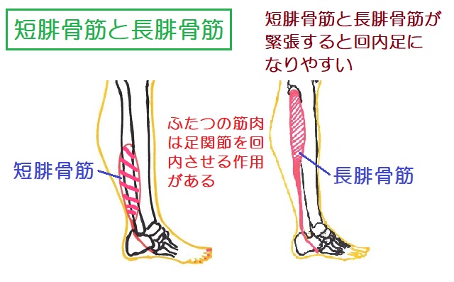 短腓骨筋と長腓骨筋は足関節の回内作用をもつ