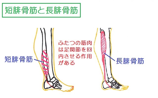 長腓骨筋と短腓骨筋は腓骨の外側に位置する