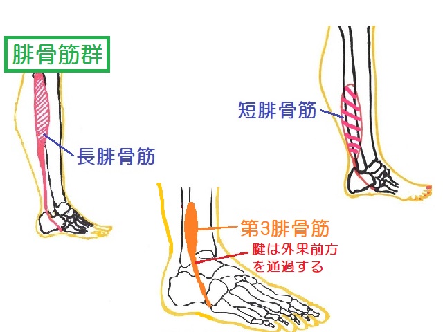 腓骨筋は長腓骨筋と短腓骨筋、第三腓骨筋に分けられる
