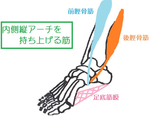 前脛骨筋と後脛骨筋は内側縦アーチを持ち上げる作用があるので踵骨を回外させる