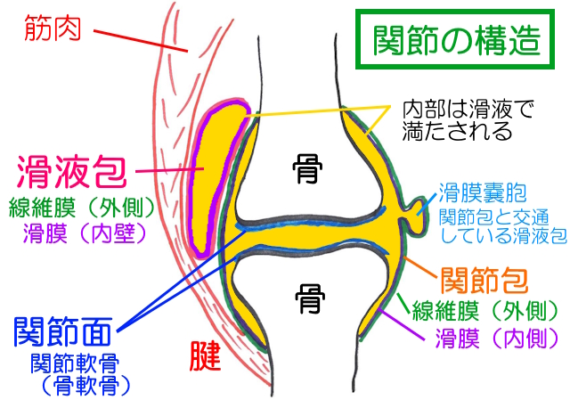 関節の構造。 関節包は関節全体を覆う。滑液包は独立して存在し滑膜嚢胞は関節包と交通している。 内壁は滑膜でできていて滑液を供給している。