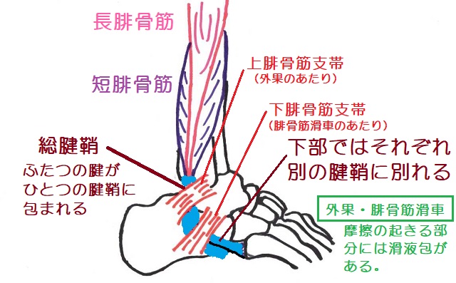 長腓骨筋腱・短腓骨筋腱は丈夫では総腱鞘で2本同時に包まれ、下部ではそれぞれ別の腱鞘に保護される