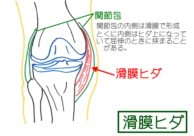 滑膜ヒダは関節包内側の滑膜がヒダ状になって、滑液を膝関節内に供給する。