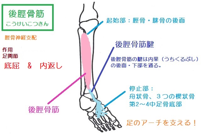 後脛骨筋の作用は底屈と内返し。足部の内転作用もある。起始部は脛骨の後面で停止部は足部内側の舟状骨～足底部にかけて。足部のアーチをもち上げる役割がある