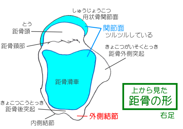 上部から見た右足の距骨 前方が頭部、細くなっている部分が頚部。外側には外側突起。後方には後方突起があり、内側結節と外側結節に分かれる。