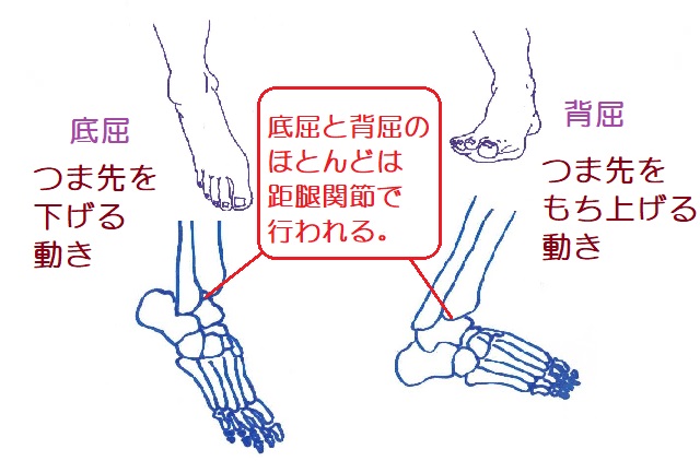 足関節の底屈と背屈はおもに距腿関節で行われる