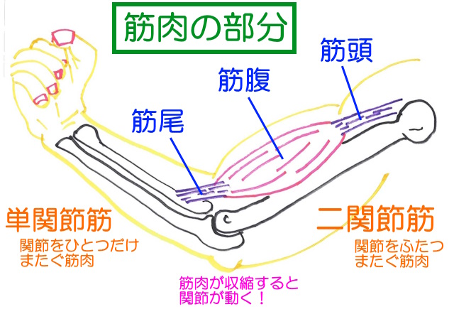 筋肉の起始部（中枢）に近い部分を「筋頭」、停止部（末端）に近い部分を「筋尾」、膨らんだ筋線維部分を「筋腹」とよぶ。 ひとつだけ関節をまたぐものを単関節筋、二つをまたぐものを「二関節筋」とよぶ。