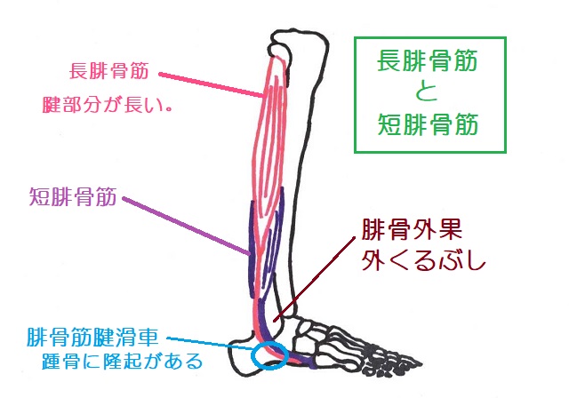長腓骨筋と短腓骨筋の腱は外果と腓骨筋滑車で方向転換する