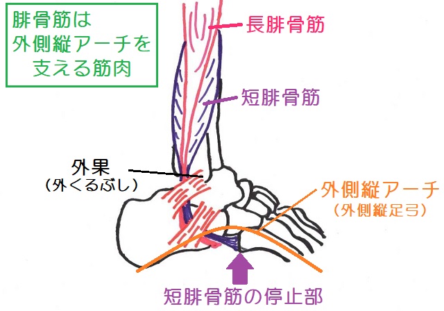 短腓骨筋と長腓骨筋は外側縦アーチを引っ張る