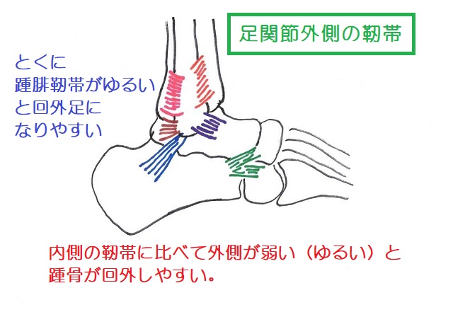 足関節の外側にある靭帯が弱かったりゆるかったりすると回外足になりやすい