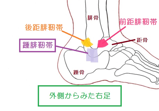 踵腓靭帯の位置