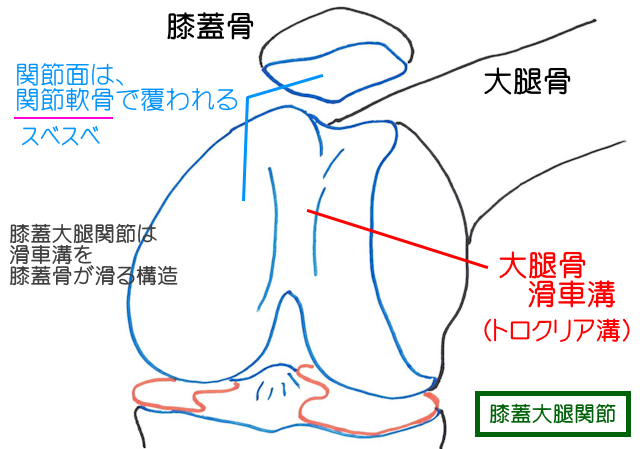膝蓋大腿関節は大腿骨にある滑車溝がレールとなって、膝蓋骨の関節面が滑る構造になっている