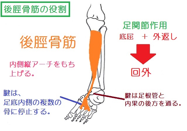 後脛骨筋は脛骨後面から足底内側の複数の骨に付着する。内側縦アーチをもち上げて、足関節に対しては、内返し運動の作用がある
