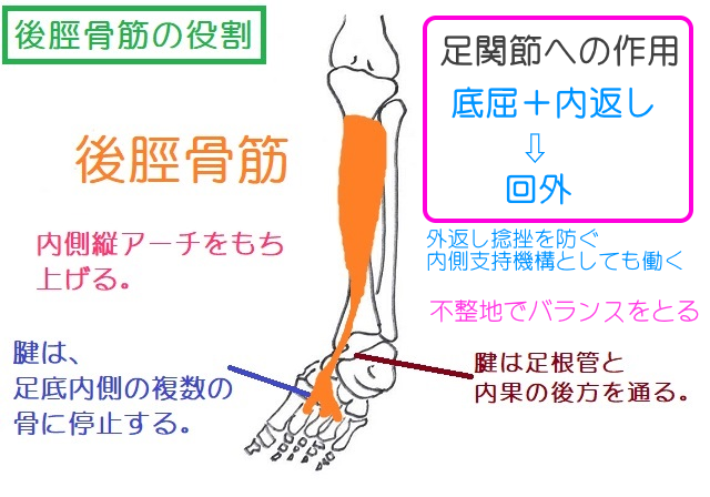 後脛骨筋は脛骨の後方から内果後方を通り、足根管を通過して足底側の複数の骨に停止する。足関節の作用は底屈と内返し。内側アーチを支えたり、不整地でのバランスをとったりする役割がある。