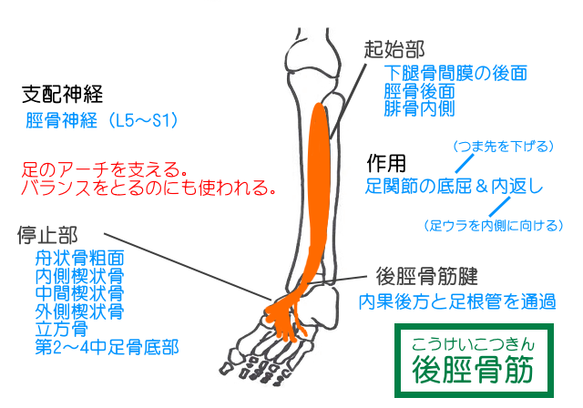 後脛骨筋は下腿骨間膜の後面から足底部複数の骨に付着する筋肉