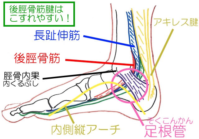後脛骨筋は脛骨内果’内くるぶし）のすぐ後ろを通り、骨と擦れやすい。縦アーチを支える役割もしている。