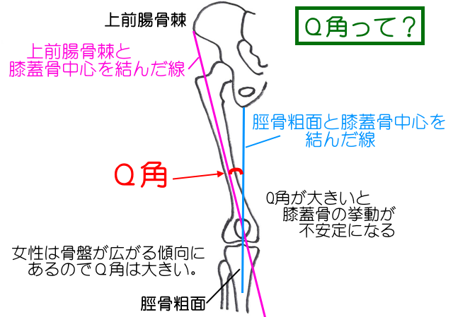 Ｑ角は上前腸骨棘から膝蓋骨中央を結んだ線、膝蓋骨中央と脛骨粗面を結んだ線がなす角度。 大腿四頭筋の力の入りやすさを示し、女性は骨盤が開く分、大きくなりやすい。 Ｑ角が大きいほど膝蓋骨の挙動は不安定になる。