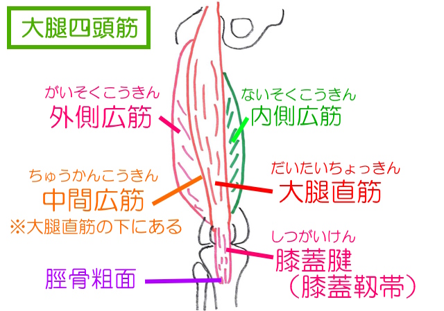 内側広筋・中間広筋・外側広筋・大腿直筋がまとまって膝蓋腱になり、脛骨粗面に付着するのが大腿四頭筋。
