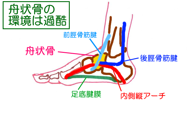 足の舟状骨は前脛骨筋腱が通過、後脛骨筋腱が付着、内側縦アーチを形成して、周囲を足根骨で囲まれる
