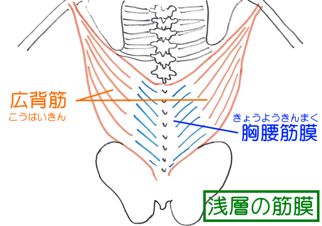 腰部の浅層には広背筋と胸腰筋膜が両上腕に向かって広がるように走行している