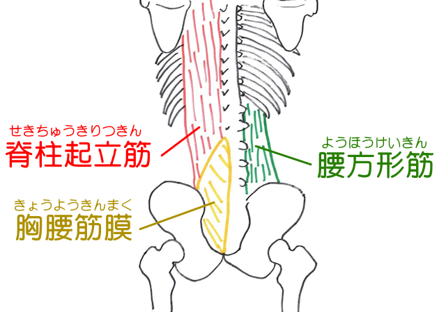 広背筋の下には脊柱起立筋、腰方形筋があり、胸腰筋膜とも連結している